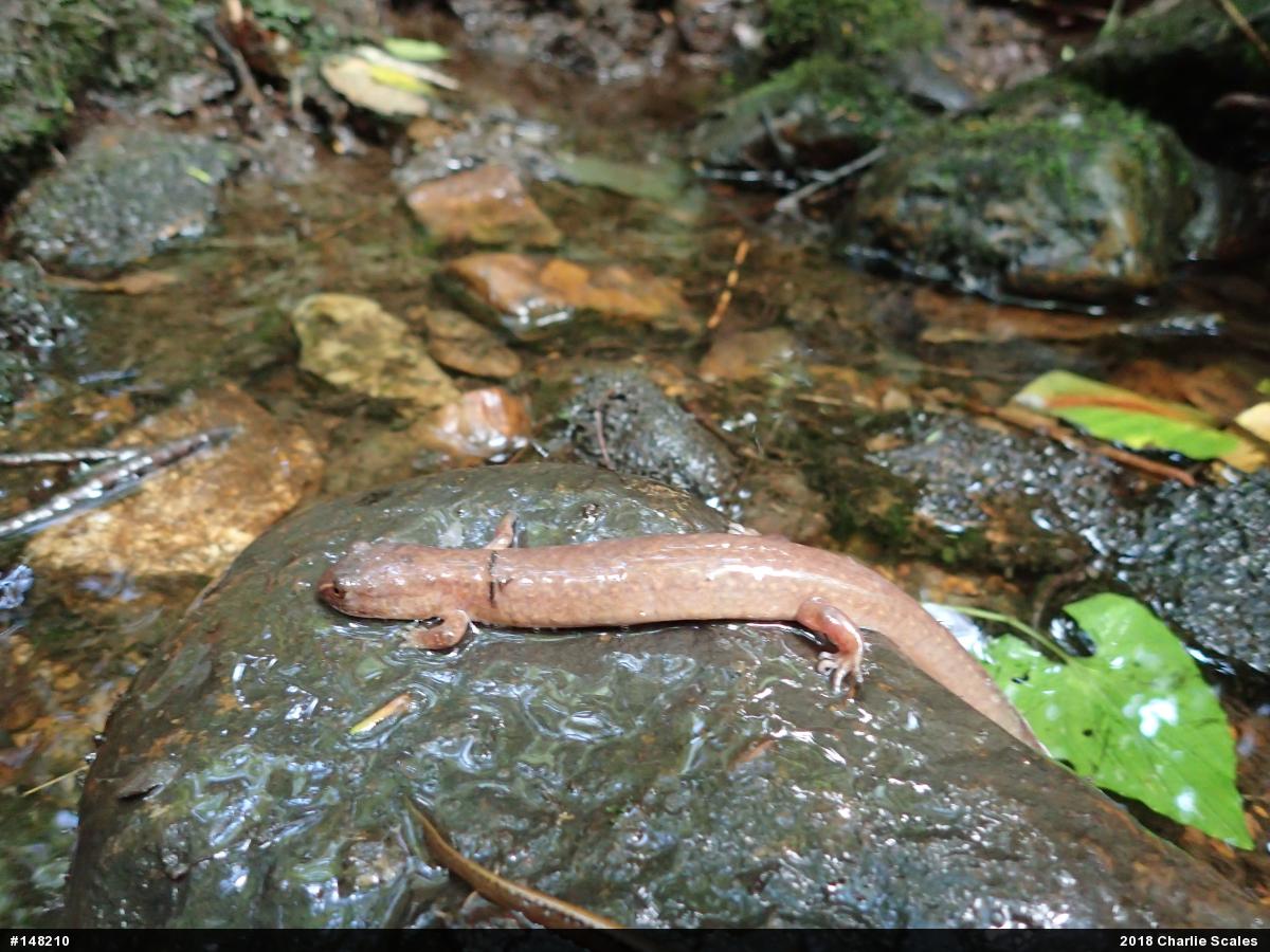 Northern Spring Salamander