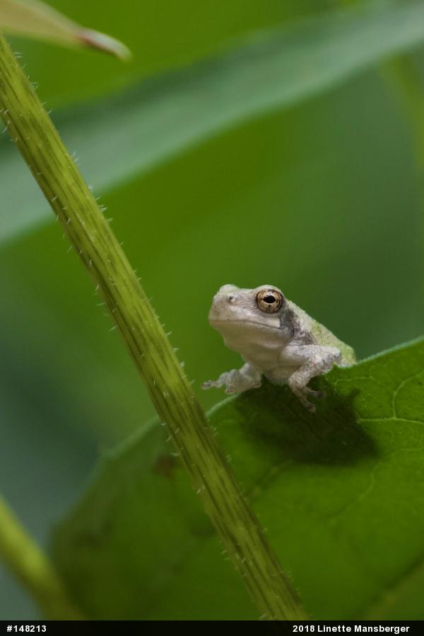 Unknown Gray Treefrog