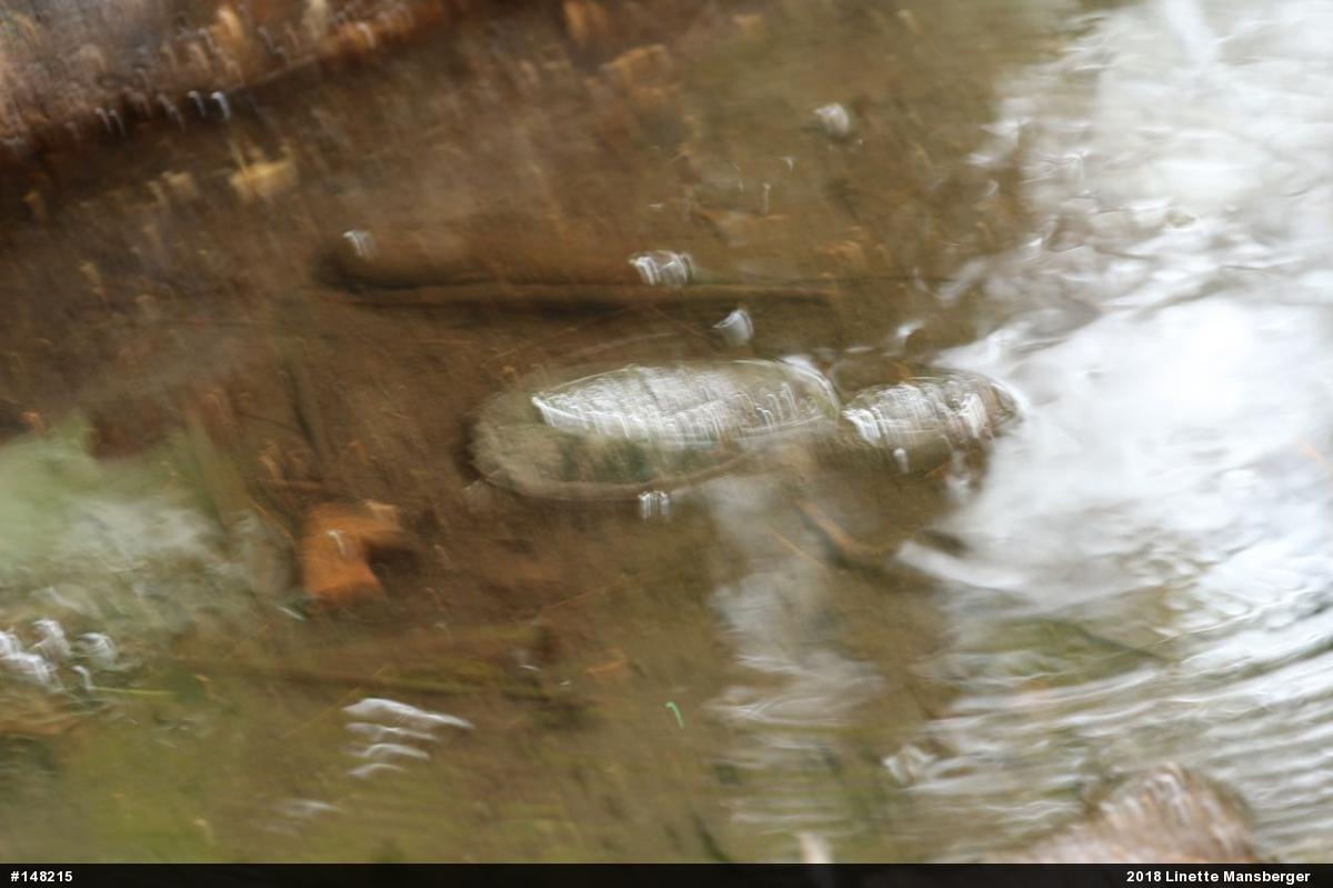 Snapping Turtle