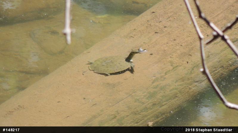 Eastern Spiny Softshell