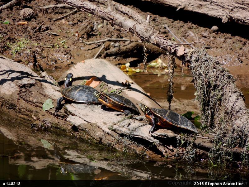 Eastern Painted Turtle