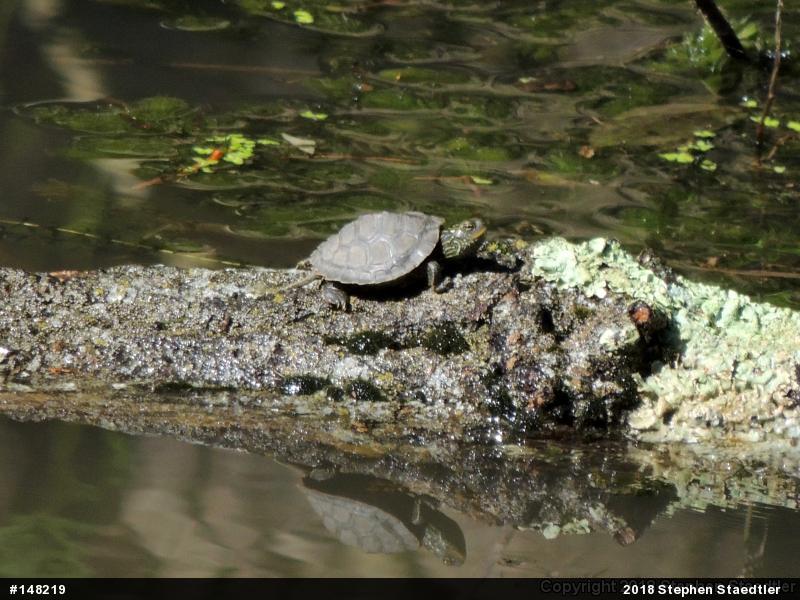 Northern Map Turtle