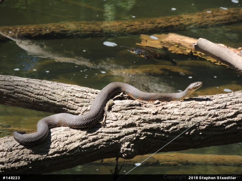 Northern Watersnake