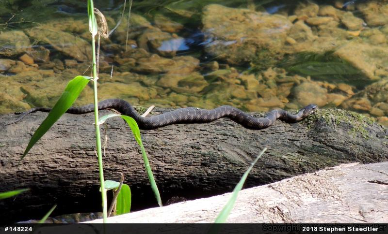 Northern Watersnake