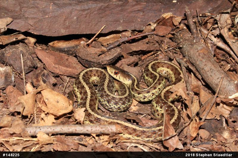 Eastern Gartersnake