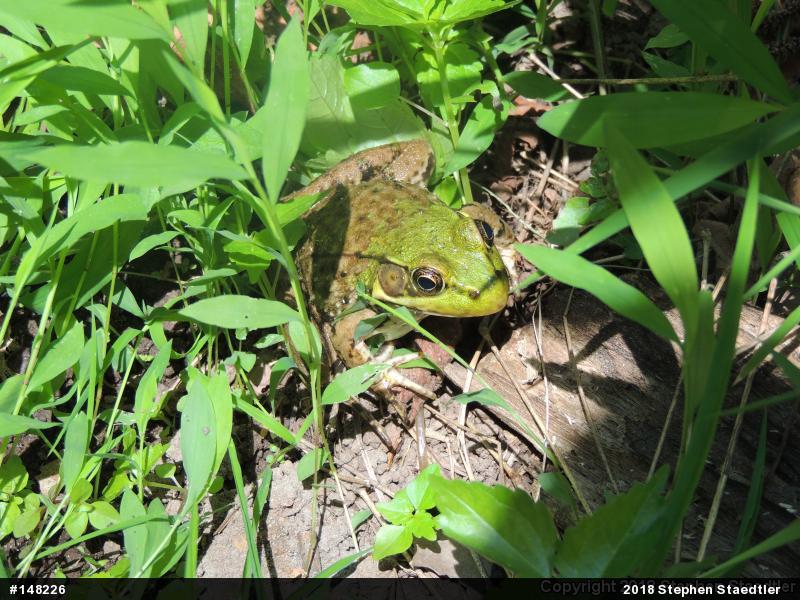 Green Frog
