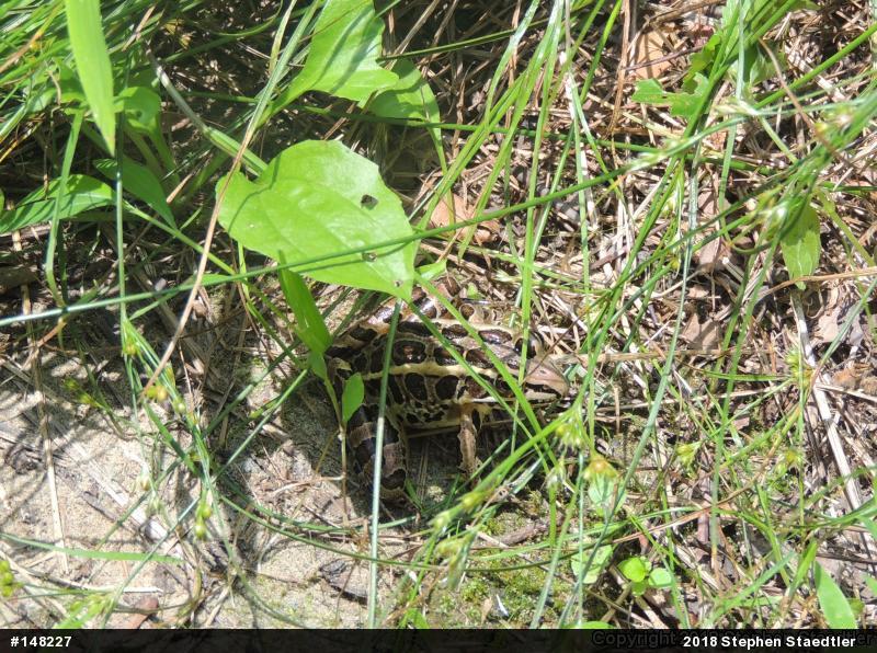 Pickerel Frog