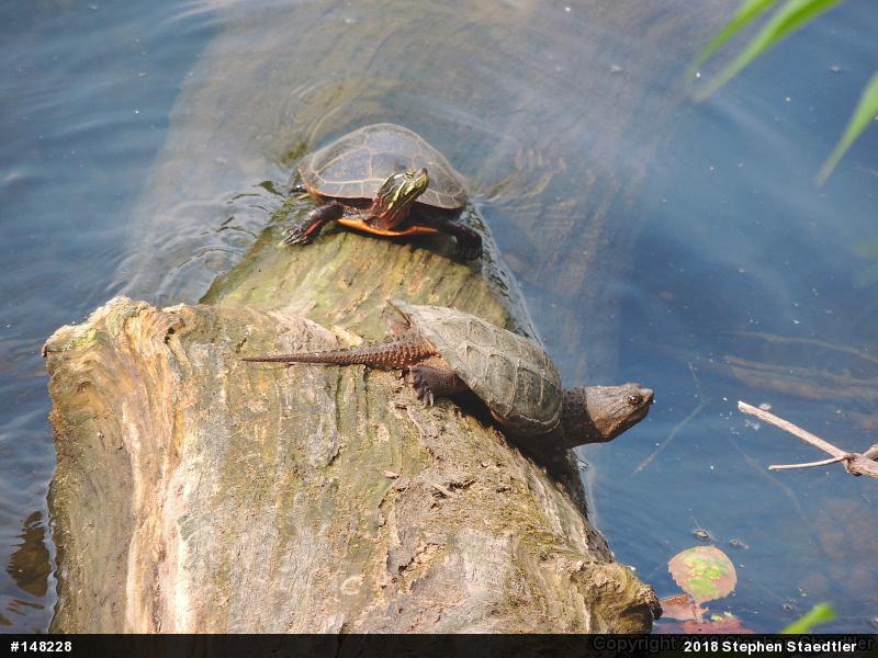 Snapping Turtle