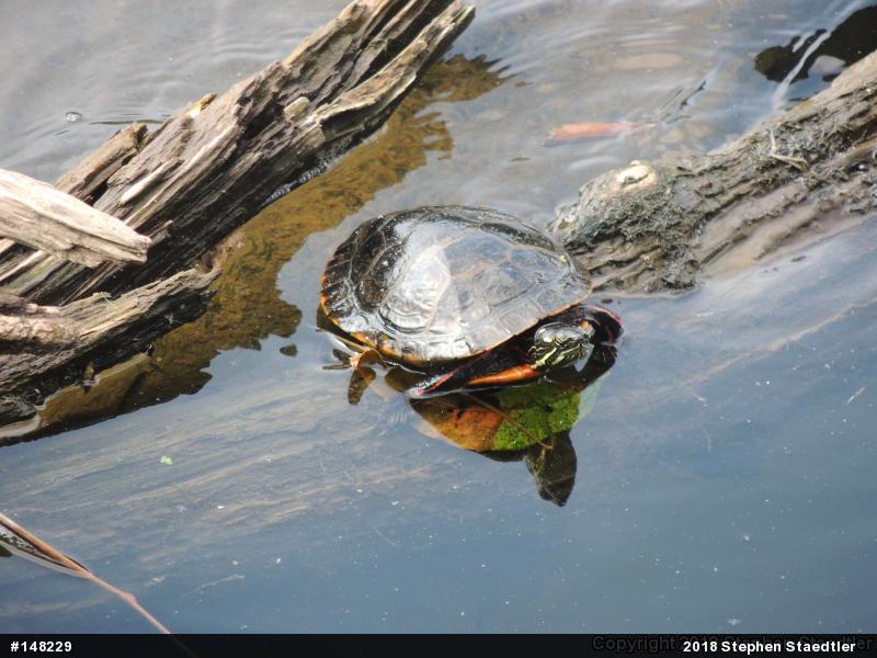 Eastern Painted Turtle