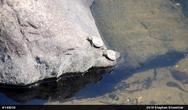 Northern Map Turtle