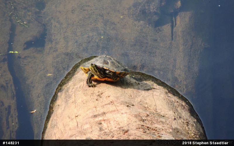 Red-eared Slider