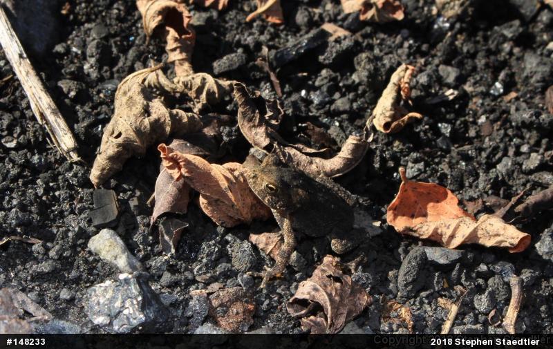 Fowler's Toad