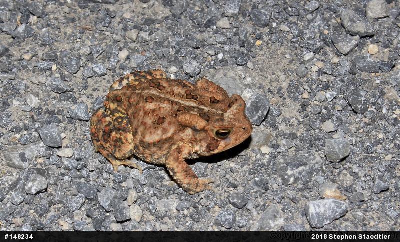 Eastern American Toad