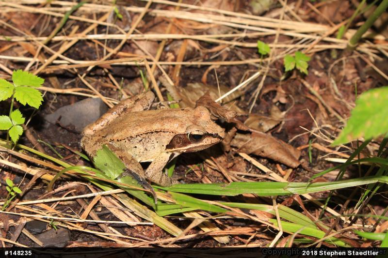 Wood Frog