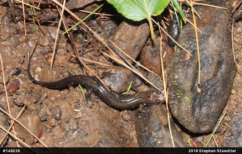 Allegheny Mountain Dusky Salamander