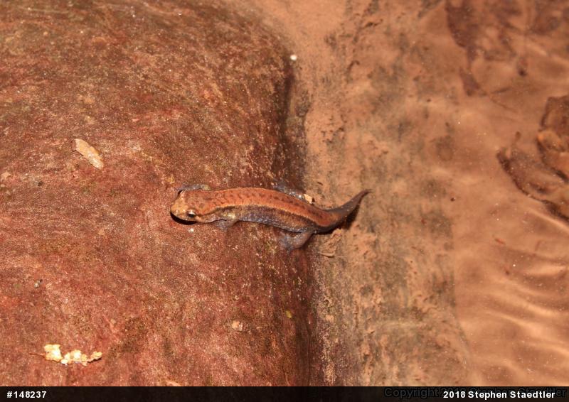 Allegheny Mountain Dusky Salamander