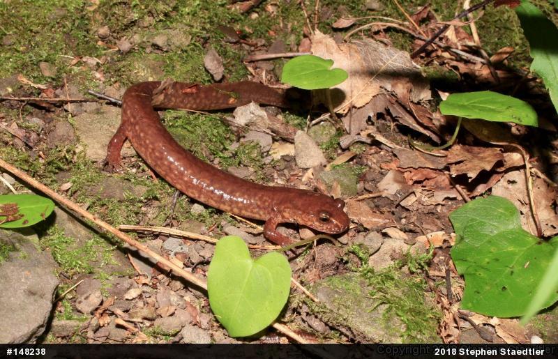 Northern Spring Salamander