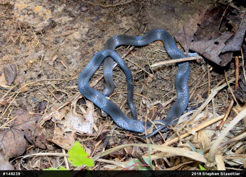Northern Ring-necked Snake