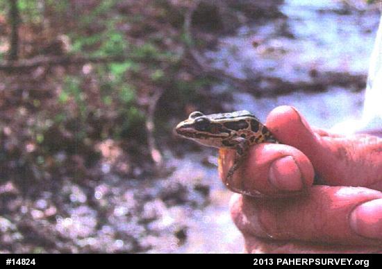 Pickerel Frog