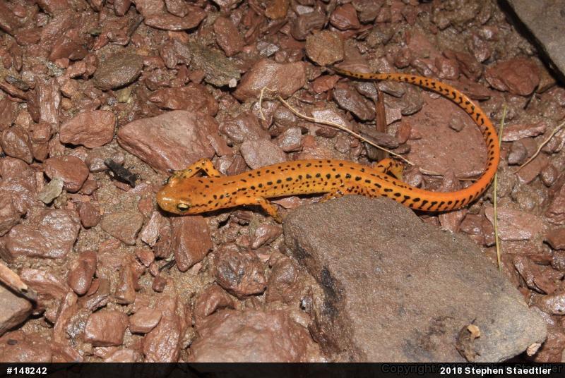 Eastern Long-tailed Salamander