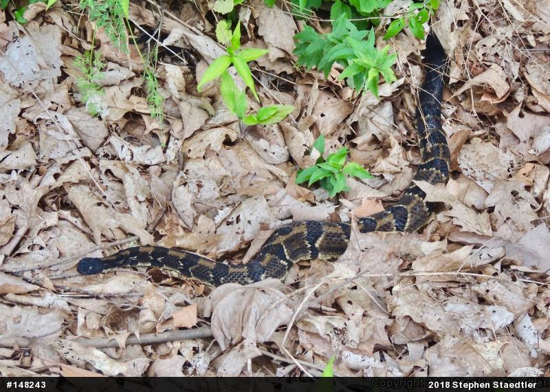 Timber Rattlesnake