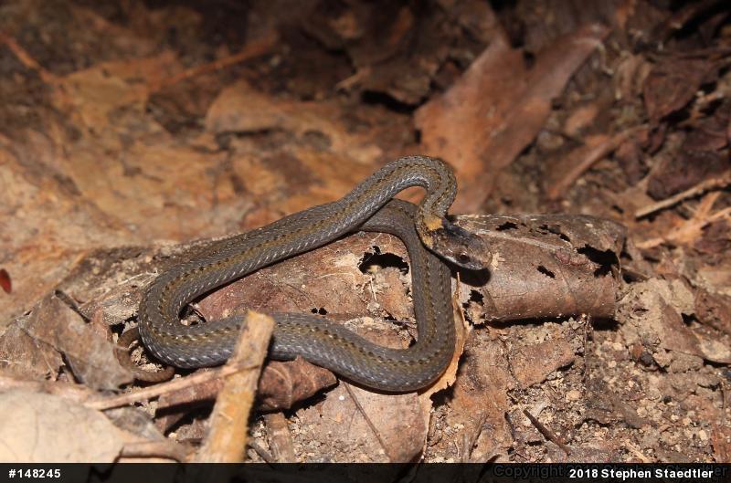 Red-bellied Snake