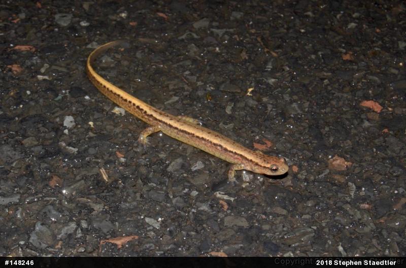Northern Two-lined Salamander