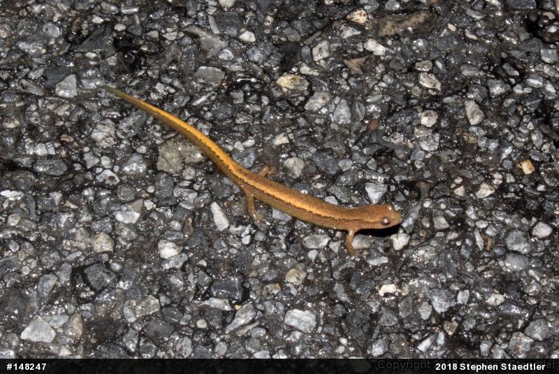 Northern Two-lined Salamander