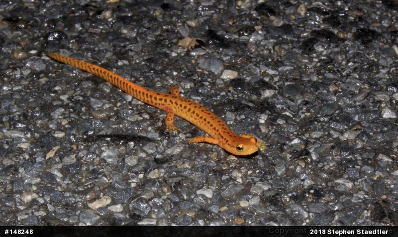 Eastern Long-tailed Salamander