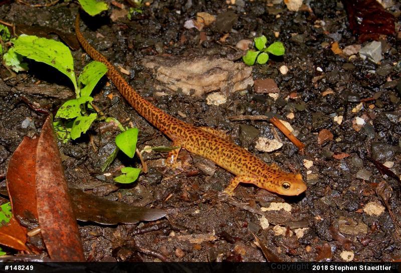 Eastern Long-tailed Salamander