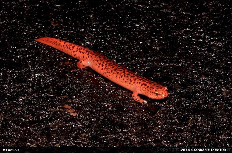 Northern Red Salamander
