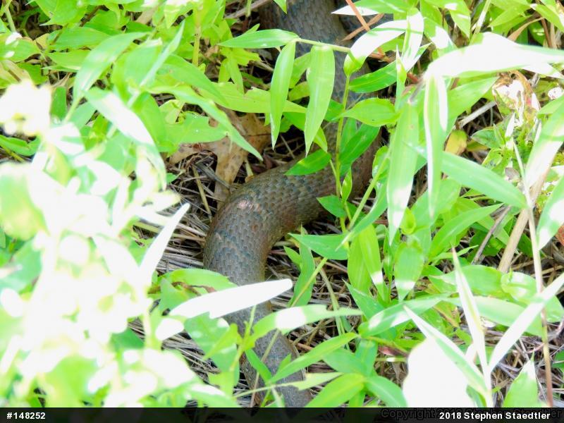 Northern Watersnake