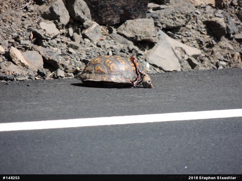 Eastern Box Turtle