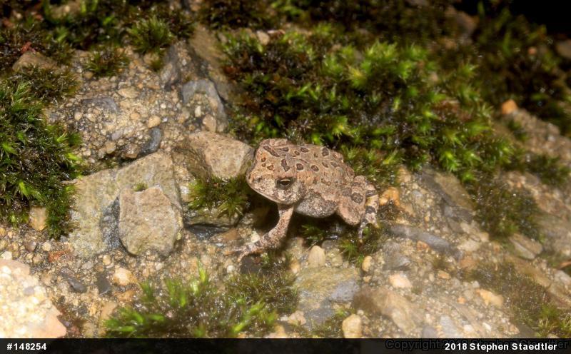 Fowler's Toad