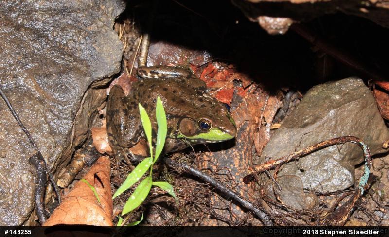 Green Frog