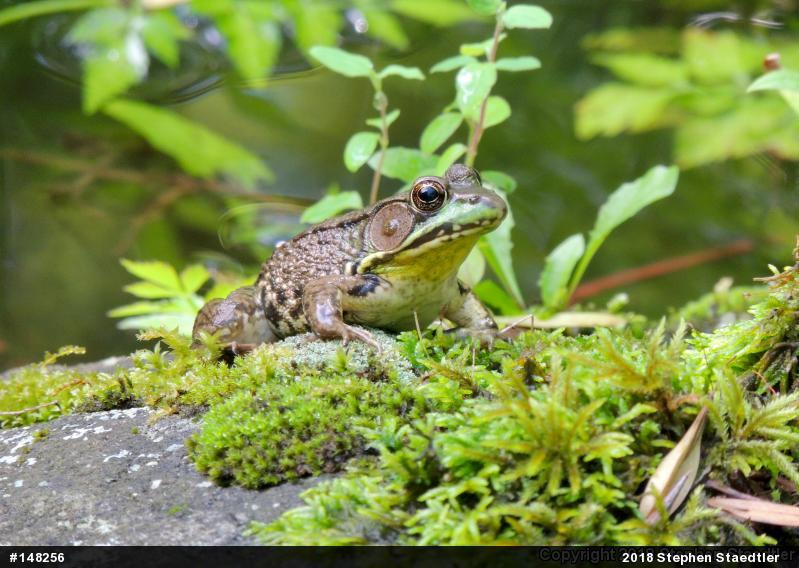 Green Frog