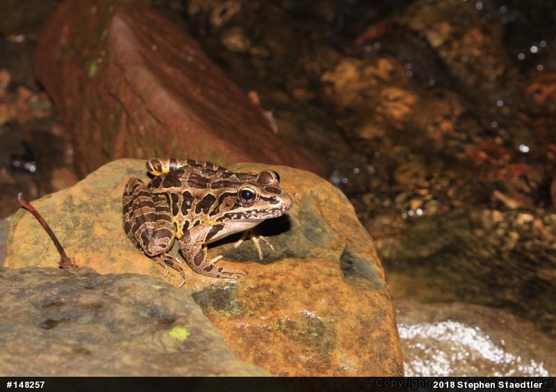 Pickerel Frog
