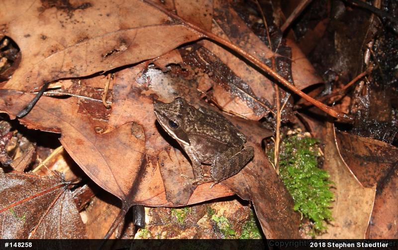 Wood Frog