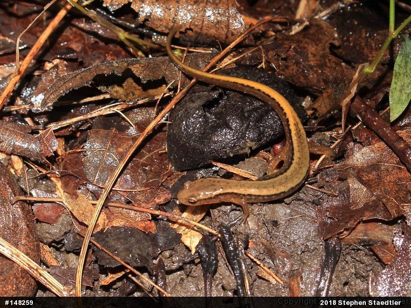 Northern Two-lined Salamander