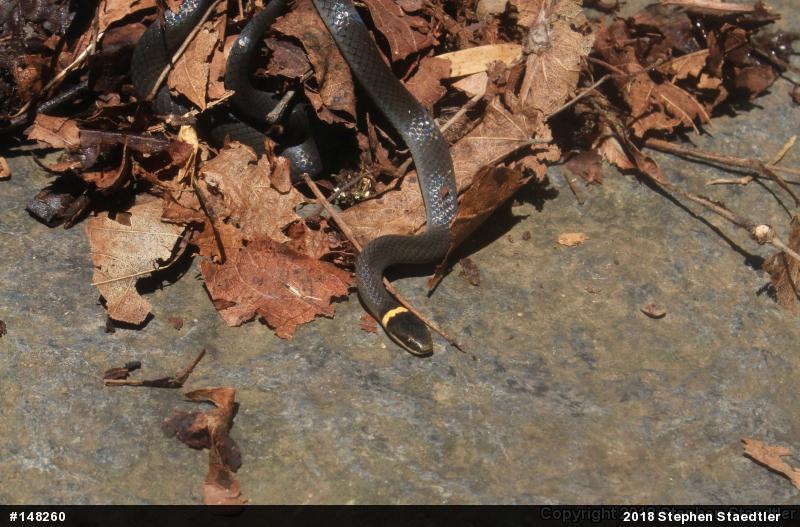 Northern Ring-necked Snake
