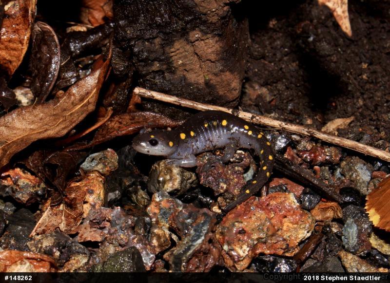 Spotted Salamander