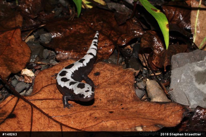 Marbled Salamander