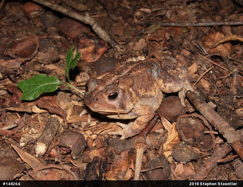 Eastern American Toad