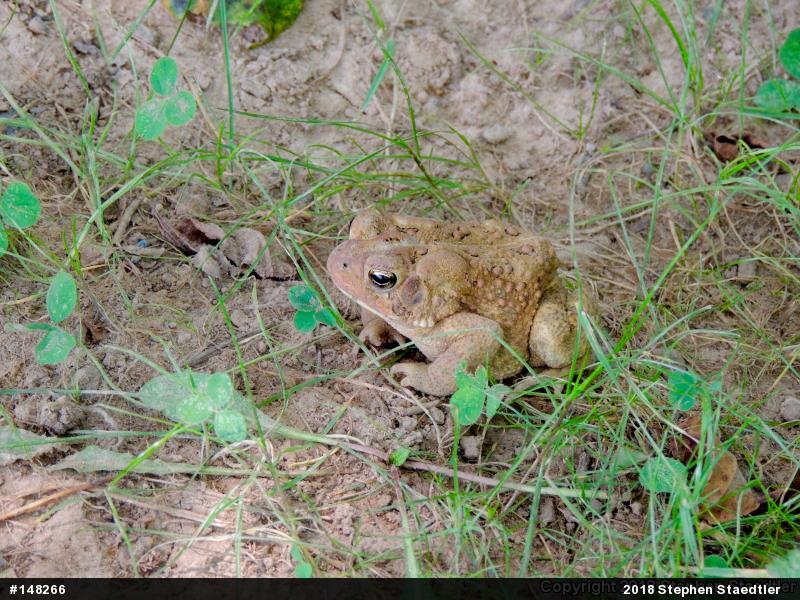 Eastern American Toad