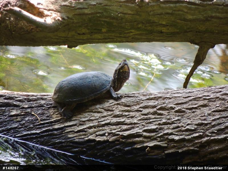 Eastern Musk Turtle