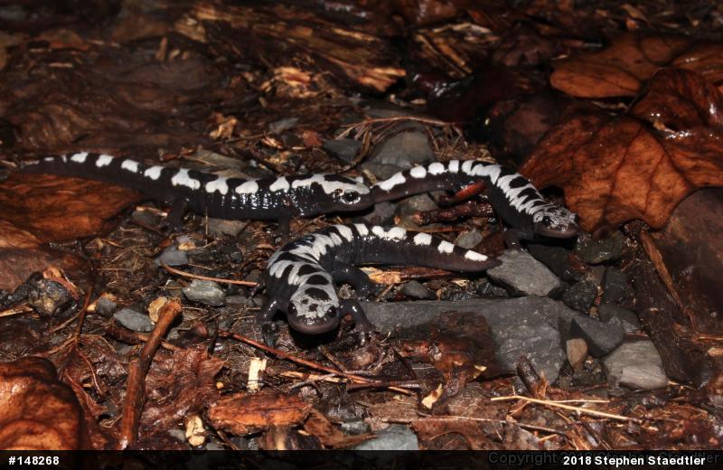 Marbled Salamander