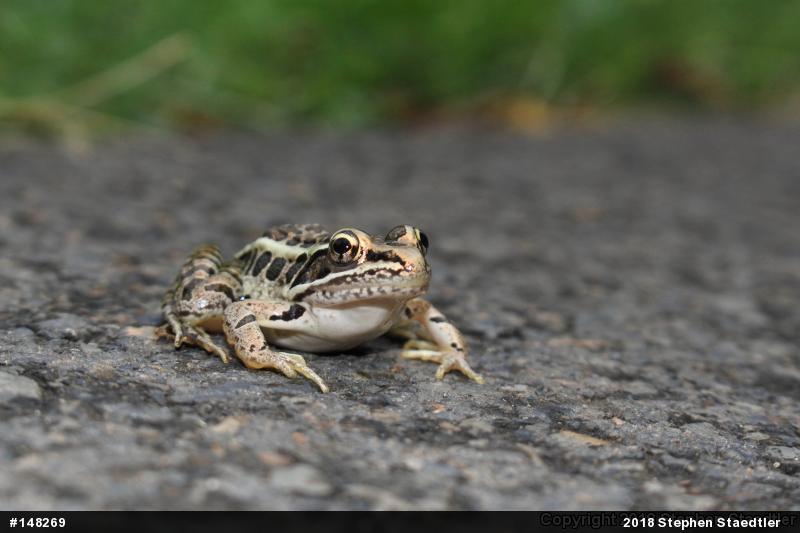 Pickerel Frog