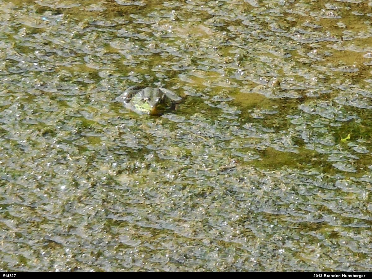 Green Frog