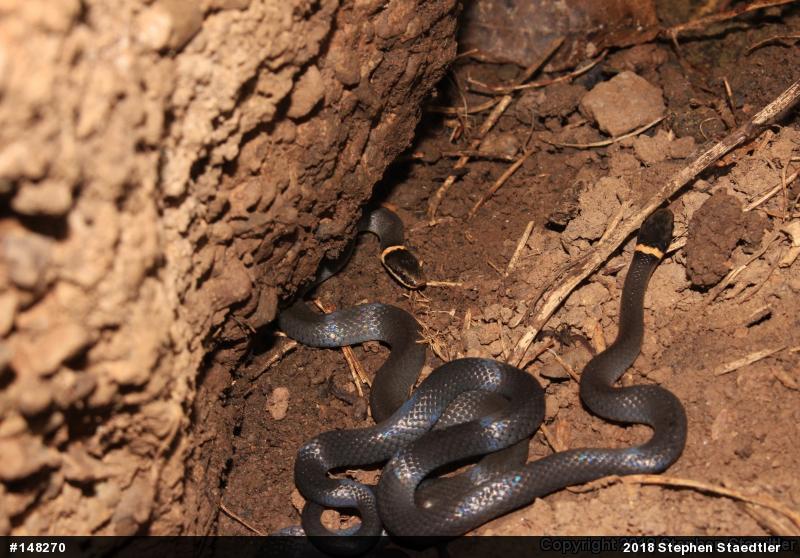 Northern Ring-necked Snake