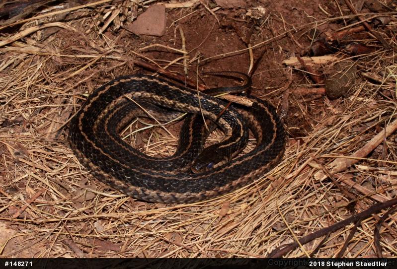 Eastern Gartersnake